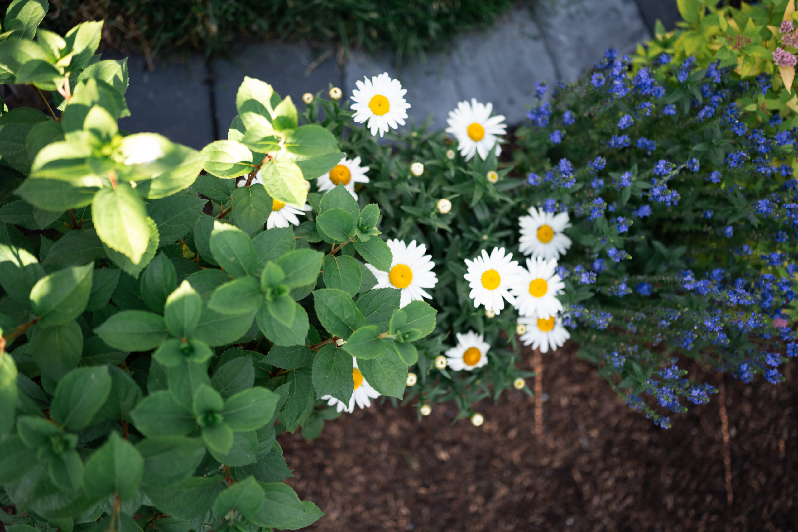 Lush garden featuring white daisies, blue flowers, and vibrant green leaves, enhancing a residential landscaping project at Cimarron Springs in Okotoks.