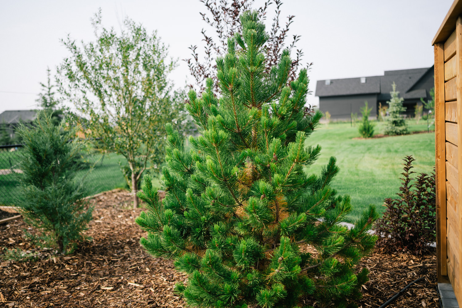 Privacy trees in a Green Haven acreage yard in Okotoks